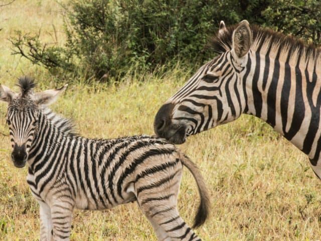 Südafrika: Auf Safari zu den Big Five