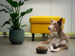 Boké-Bowl für Fiffi: Erstes Hunderestaurant in Italien eröffnet