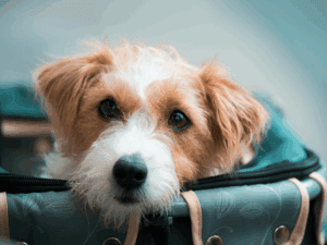 Italien hat ein Herz für Tiere: Große Hunde dürfen jetzt in die Flugzeugkabine