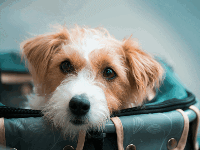 Italien hat ein Herz für Tiere: Große Hunde dürfen jetzt in die Flugzeugkabine
