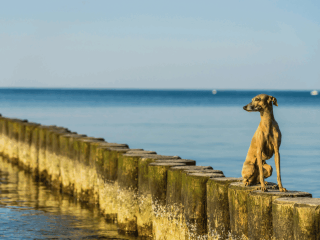 Nord- und Ostsee mit Hund: Die besten Strände für Vierbeiner