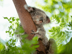 Neue Heimat für Koalas: Australien schafft riesigen Nationalpark