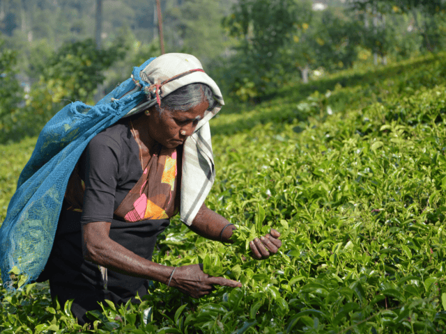 Deutsche lieben Sri Lanka: Authentische Erlebnisse begeistern